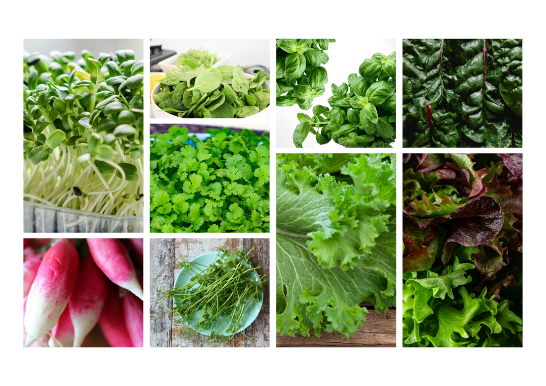 10 Fast-Growing Seeds for Quick Harvests