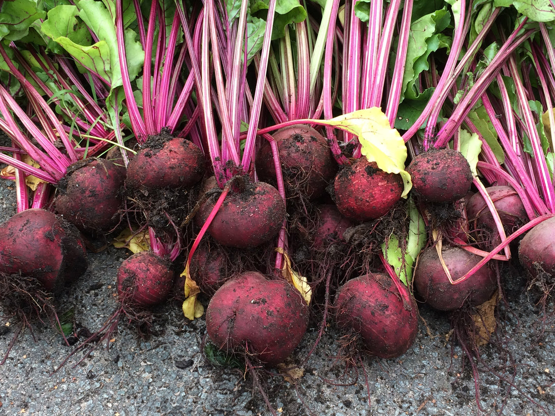 How to Grow Beetroot from Seed