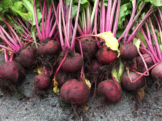 How to Grow Beetroot from Seed