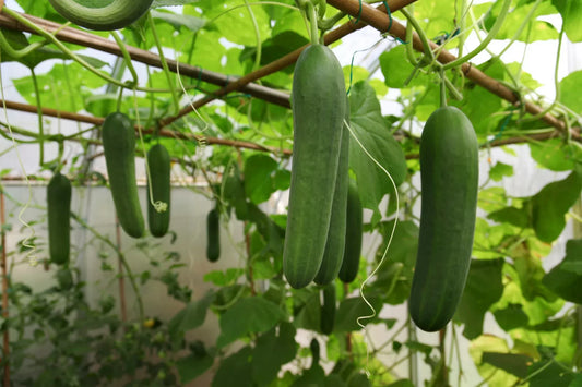 How to Grow Cucumber from Seed