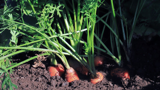 How to Grow Carrots from Seed