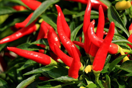 How to Grow Cayenne Chilli Peppers from Seed
