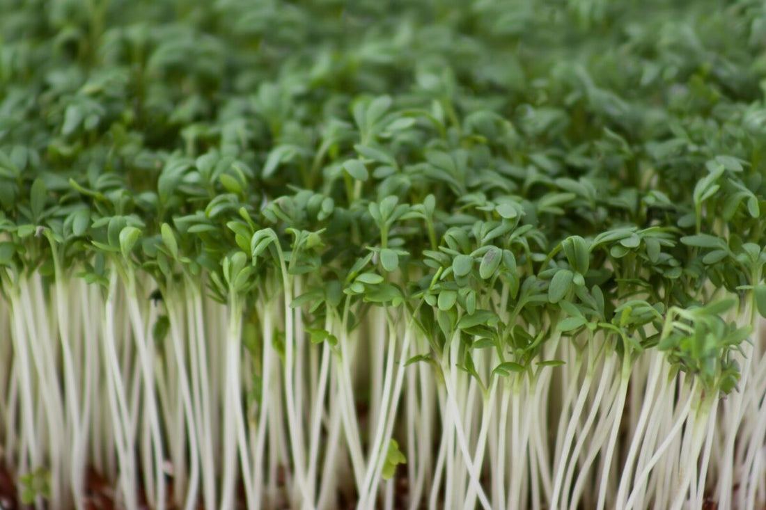 How to Grow Cress from Seed