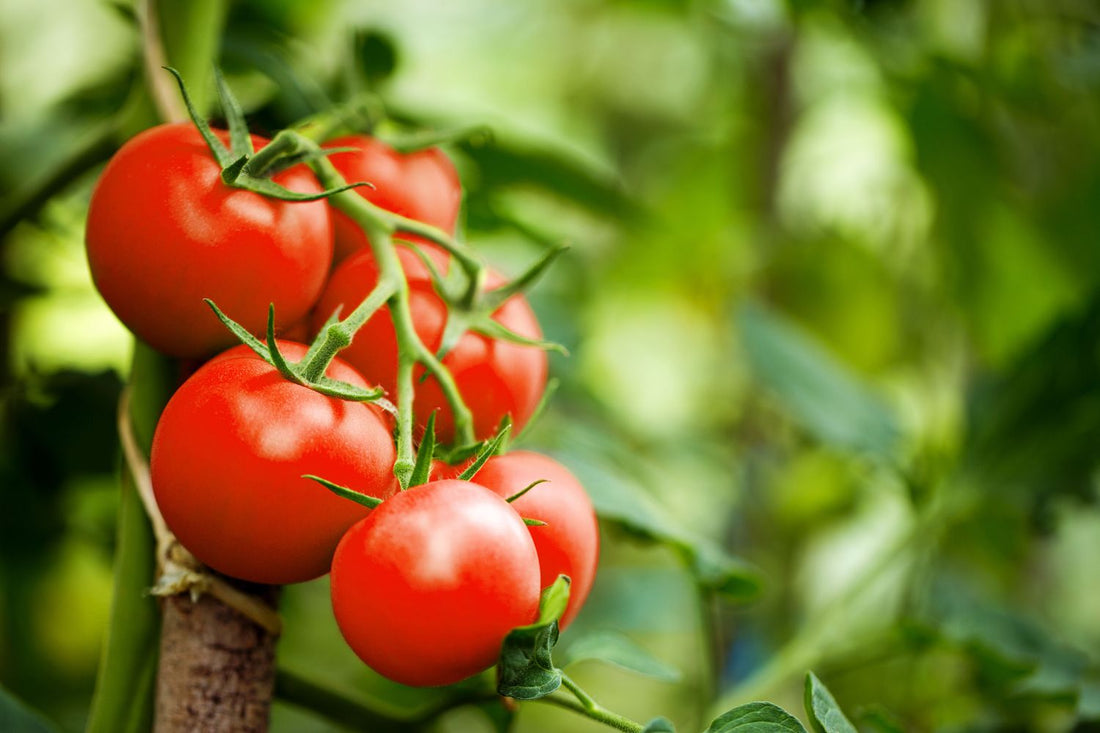 How to Grow Moneymaker Tomatoes from Seed