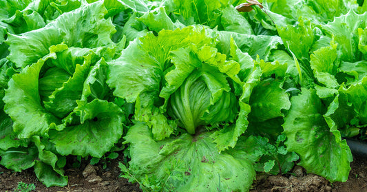 How to Grow Iceberg Lettuce from Seed
