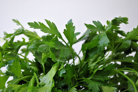 How to Grow Parsley from Seed