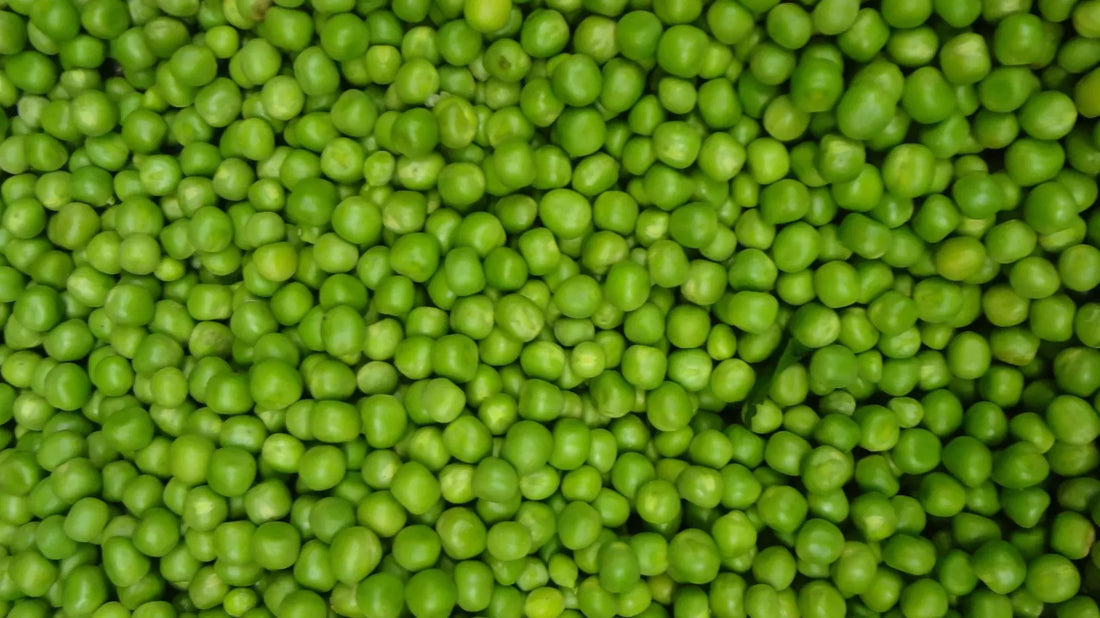 How to Grow Peas from Seed