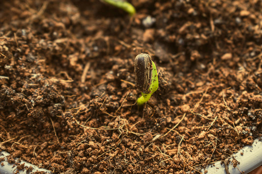 Picking The Right Compost For Your Seeds