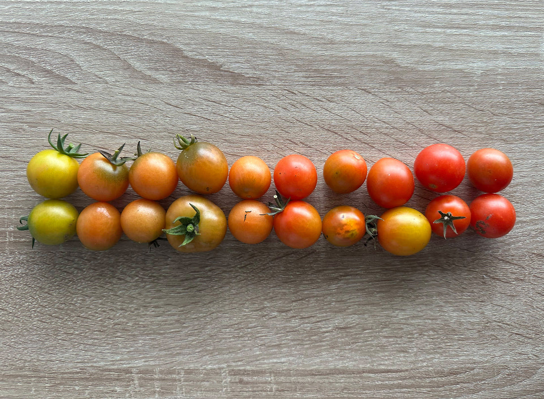 Ripening tomatoes when it gets cold