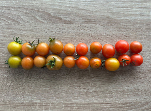 Ripening tomatoes when it gets cold