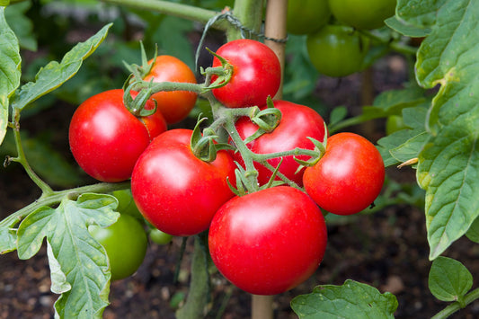 How to Grow Tomatoes from Seed