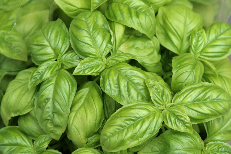Buy Basil Seeds