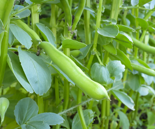Buy Broad Bean Seeds