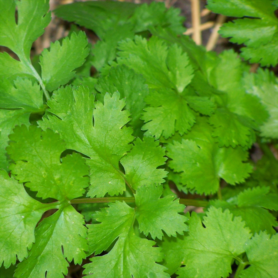 Buy Coriander Seeds