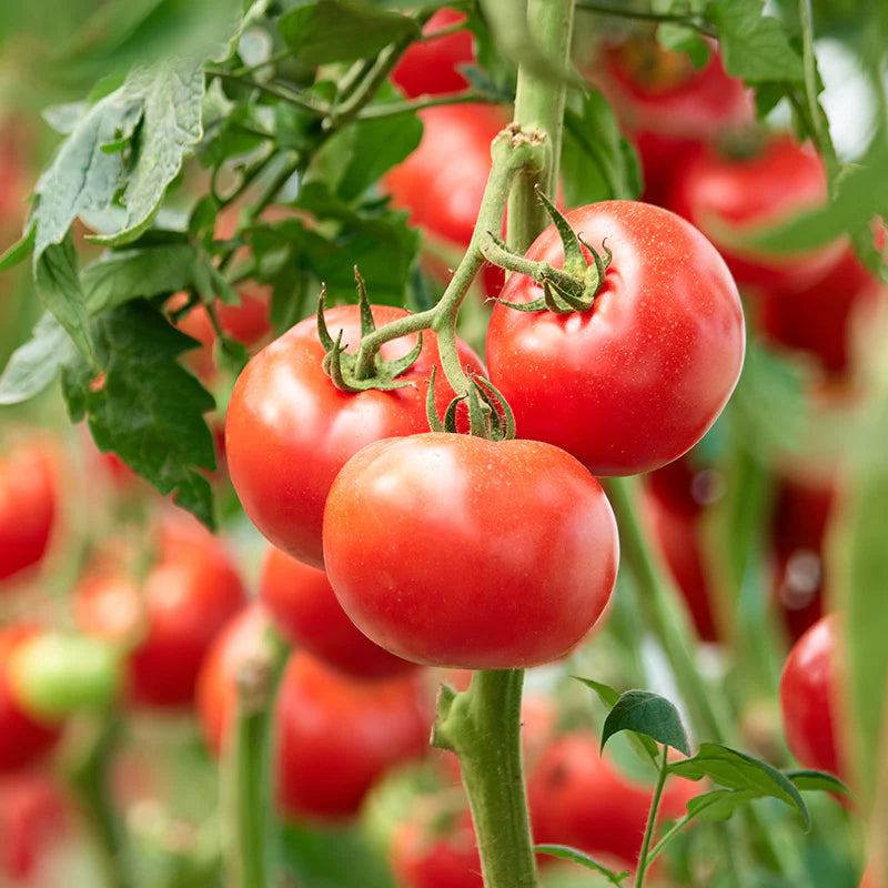 Buy Crimson Crush Tomato Seeds