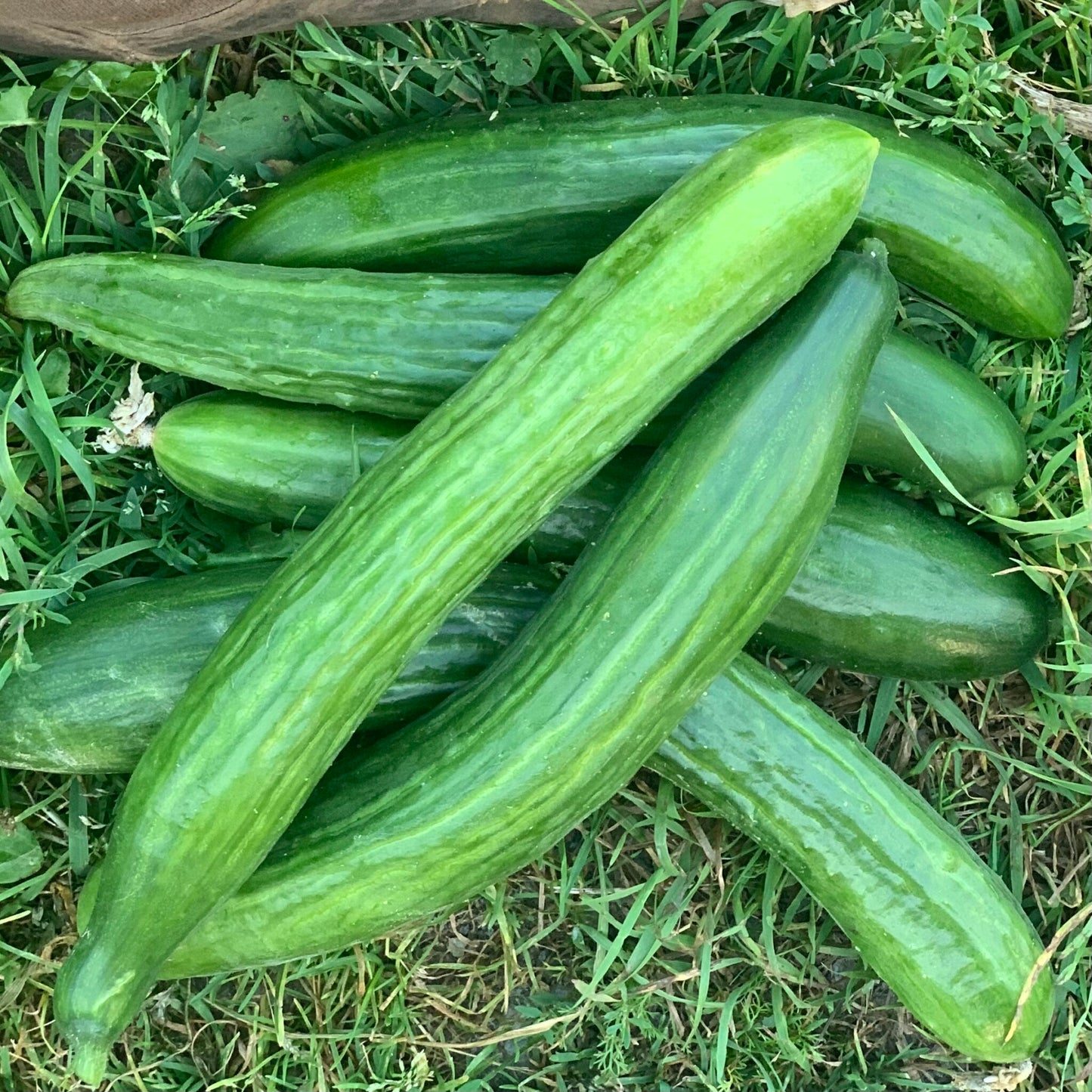 Buy Cucumber Seeds