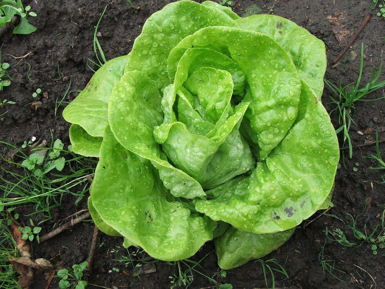Buy Lettuce Seeds