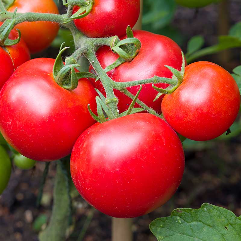 Buy Moneymaker Tomato Seeds