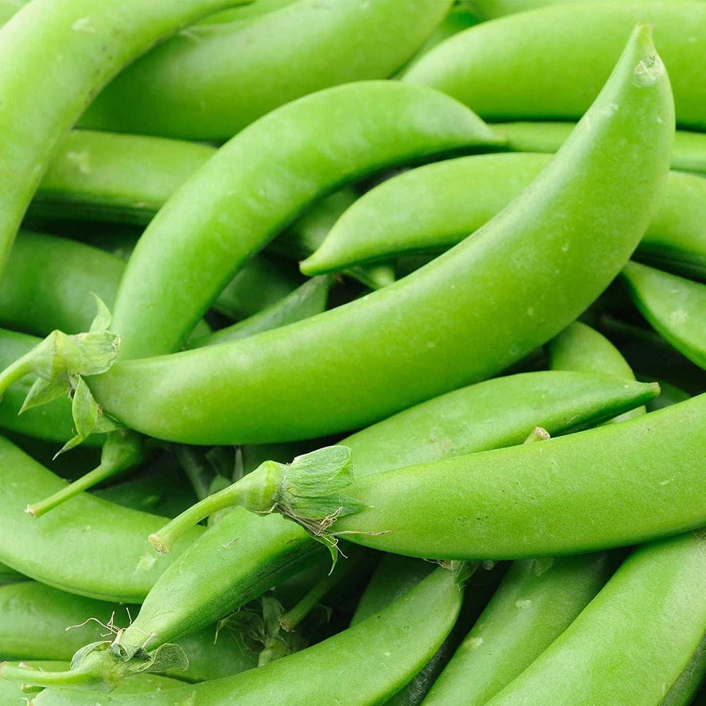 Buy Pea Seeds