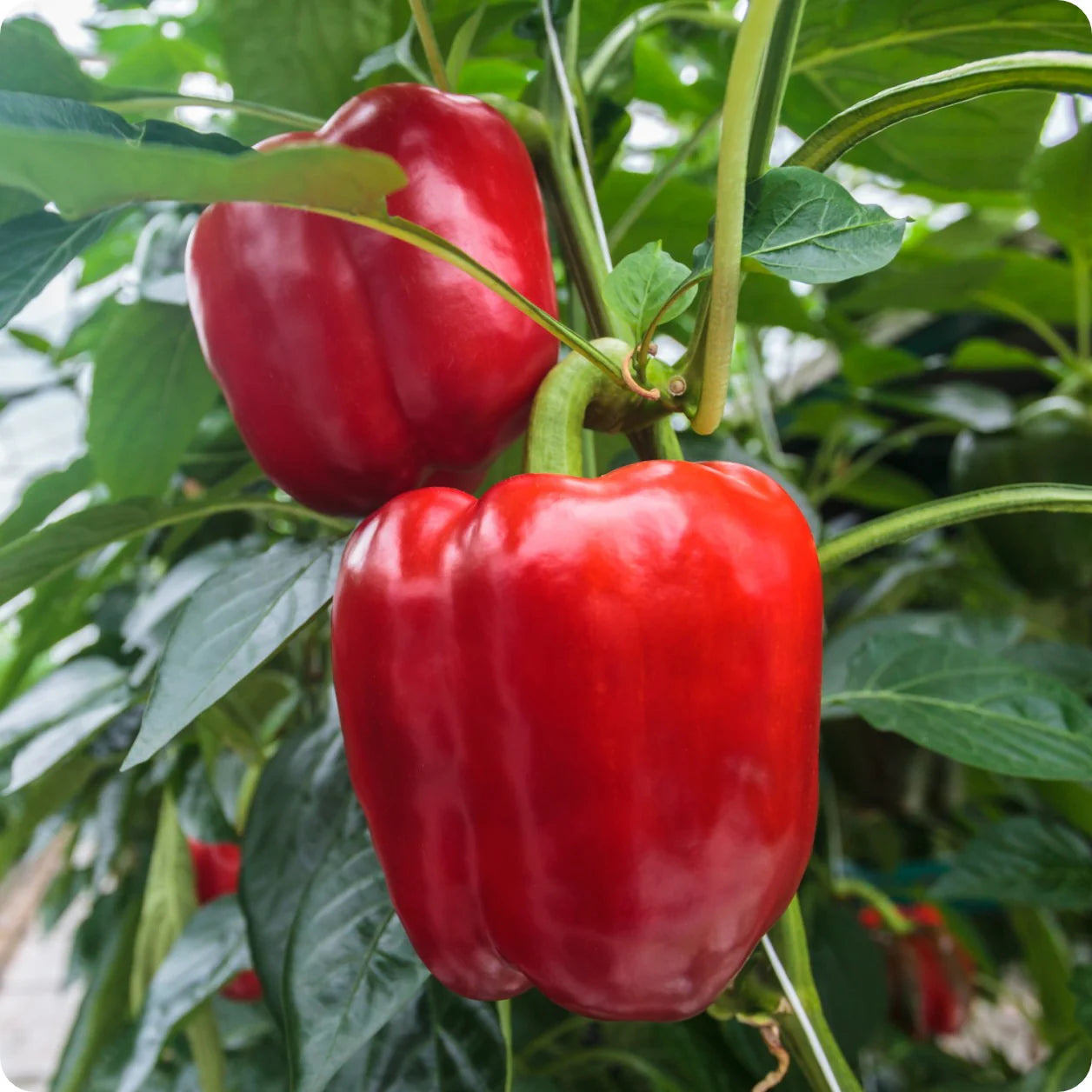 Buy Red Sweet Pepper Seeds