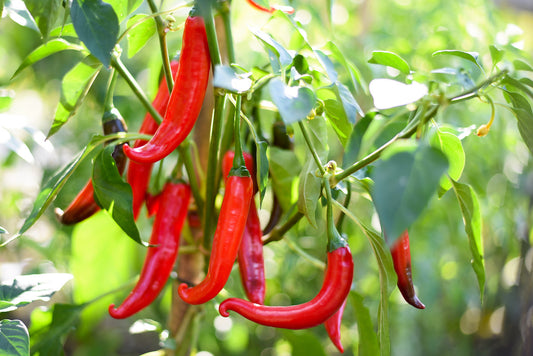 Buy Cayenne Chilli Pepper Seeds