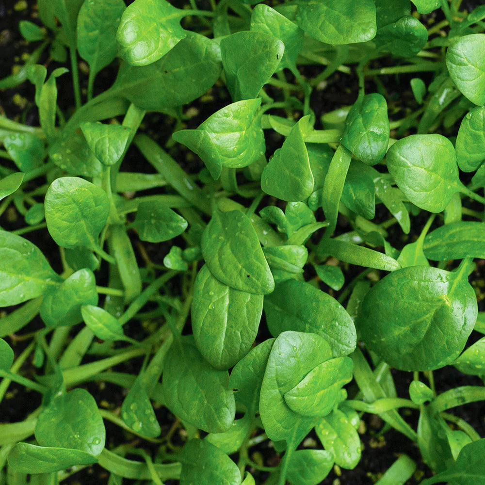 Buy Spinach Seeds