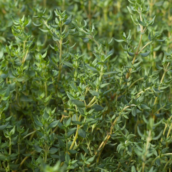 Buy Thyme Seeds