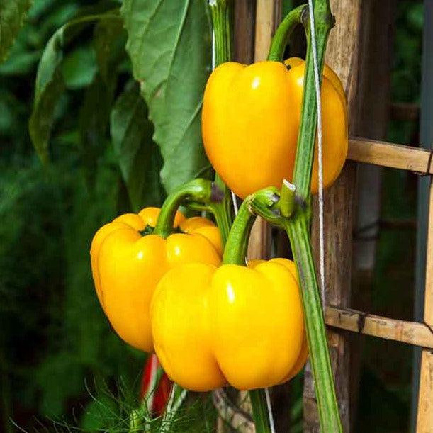 Buy Yellow Sweet Pepper Seeds