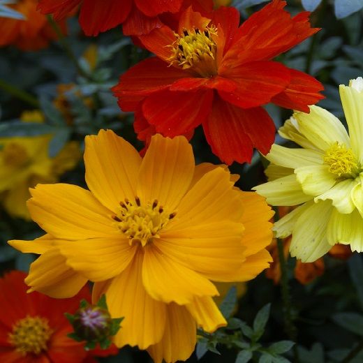 Buy Cosmos Flower Seeds