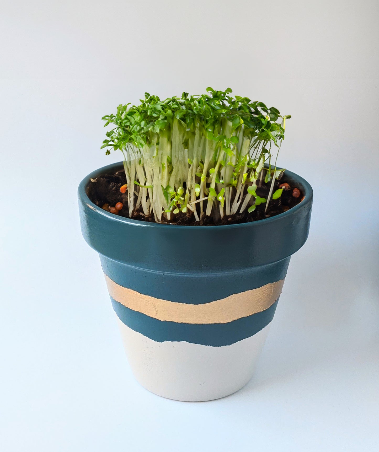 DIY Terracotta Plant Pots with Paint + Seeds