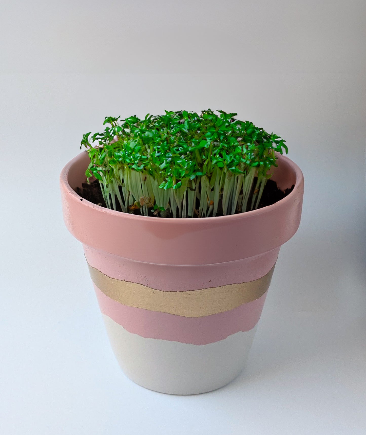 DIY Terracotta Plant Pots with Paint + Seeds