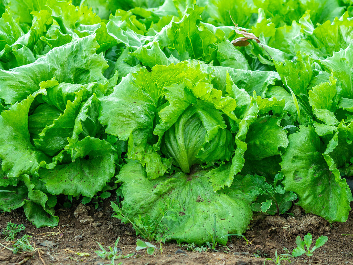 Buy Iceberg Lettuce Seeds