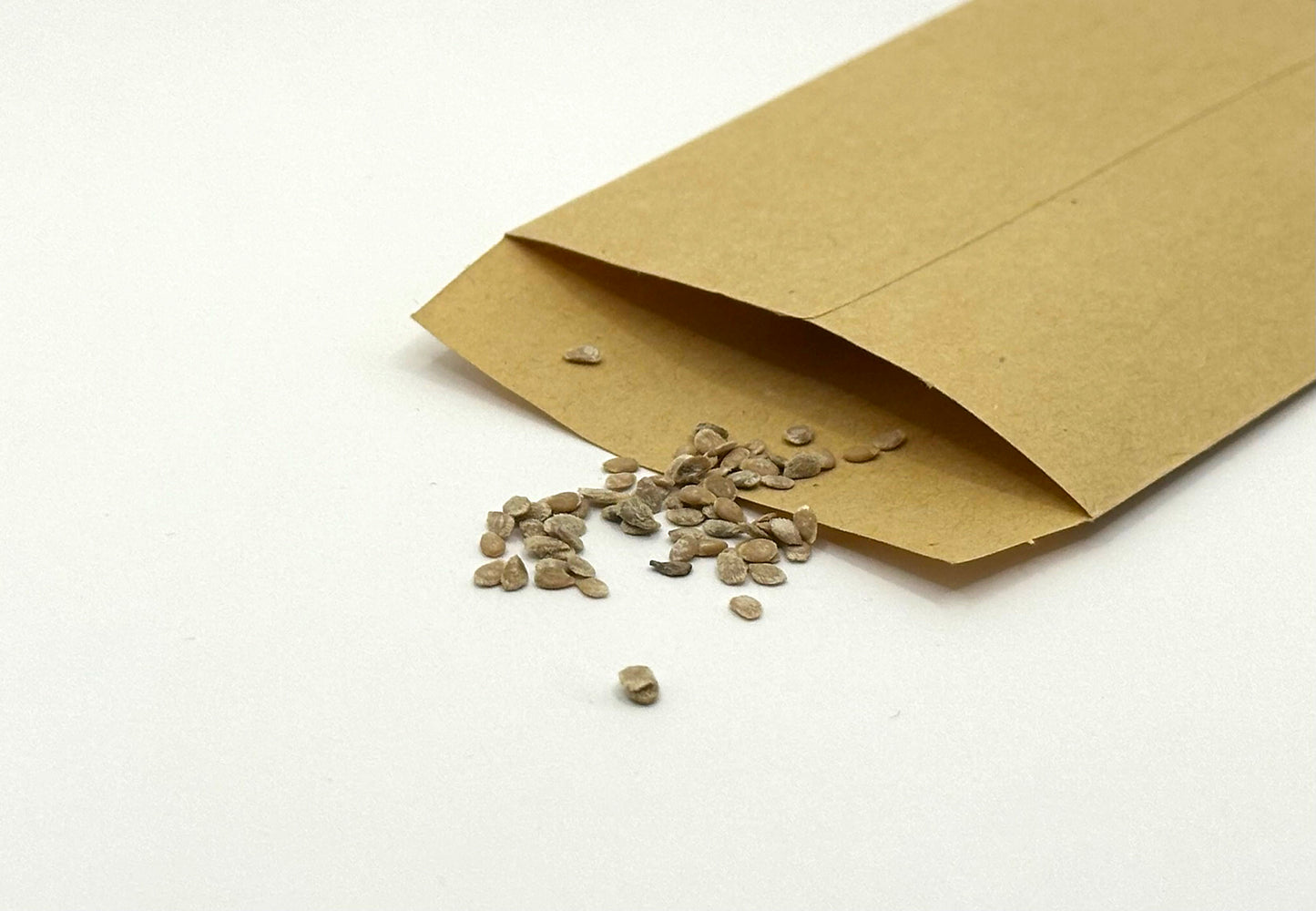 Buy Moneymaker Tomato Seeds
