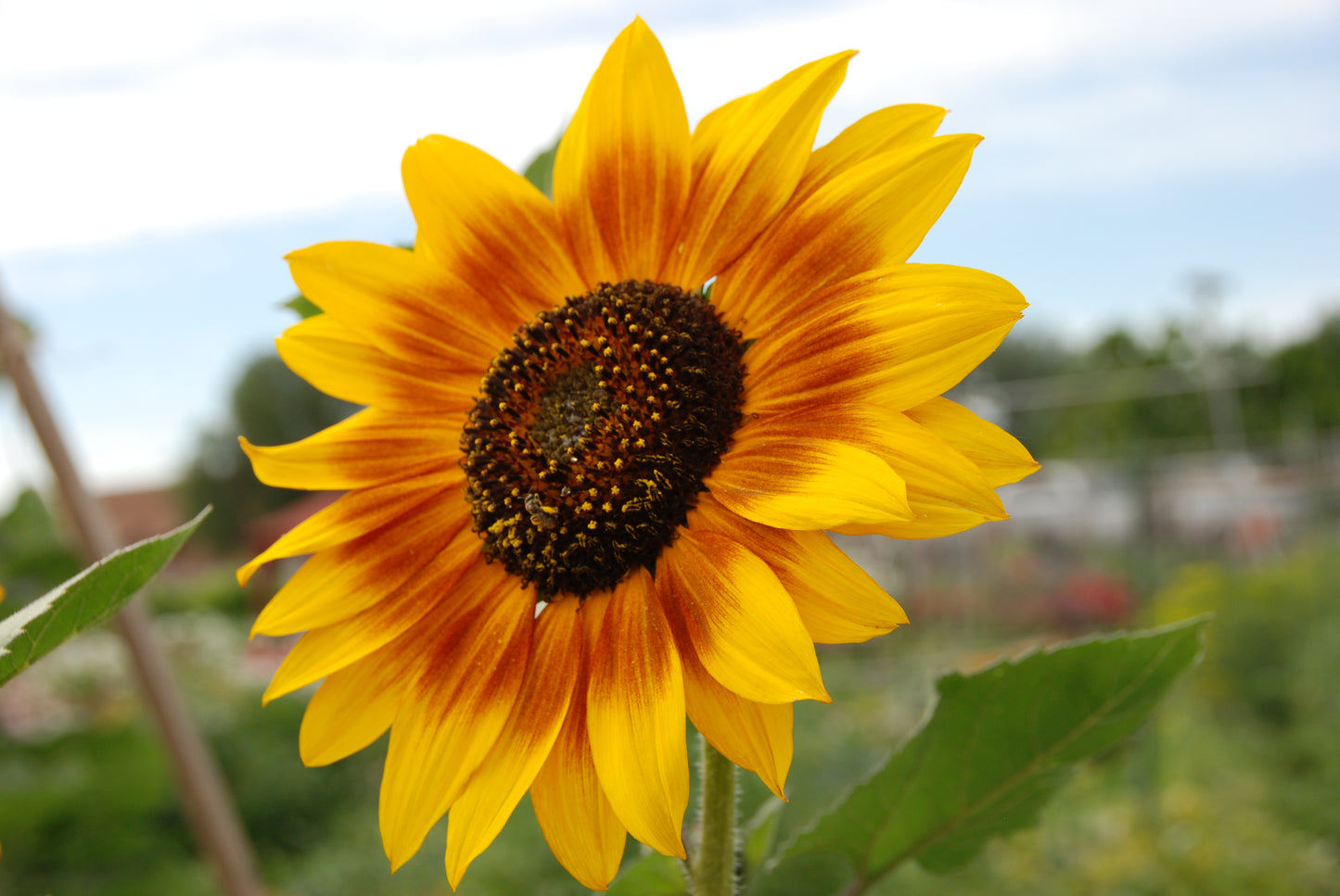 Buy Giant Yellow Sunflower Seeds