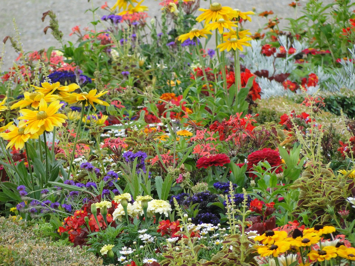Buy Wildflower Seeds