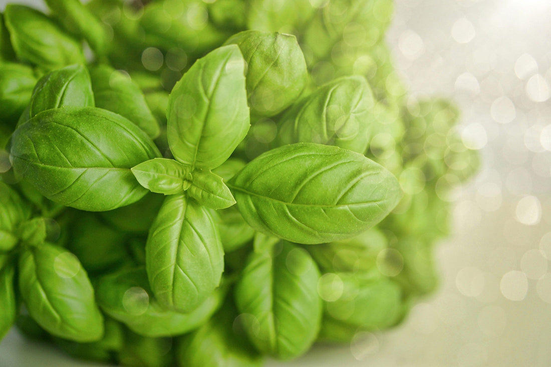 How to Grow Basil from Seed