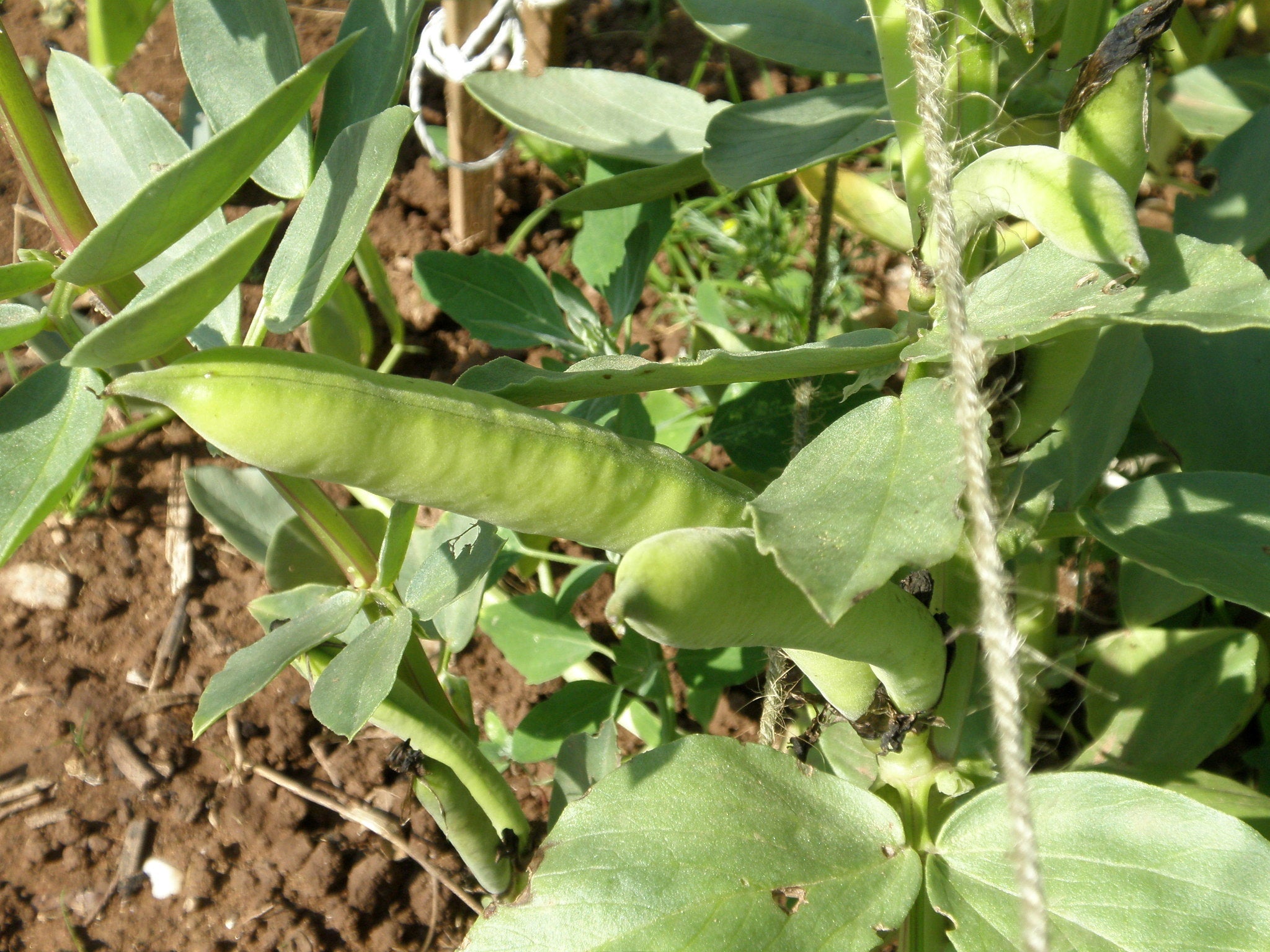 How to Grow Broad Beans from Seed | Broad Bean Growing Guide & All Seeds