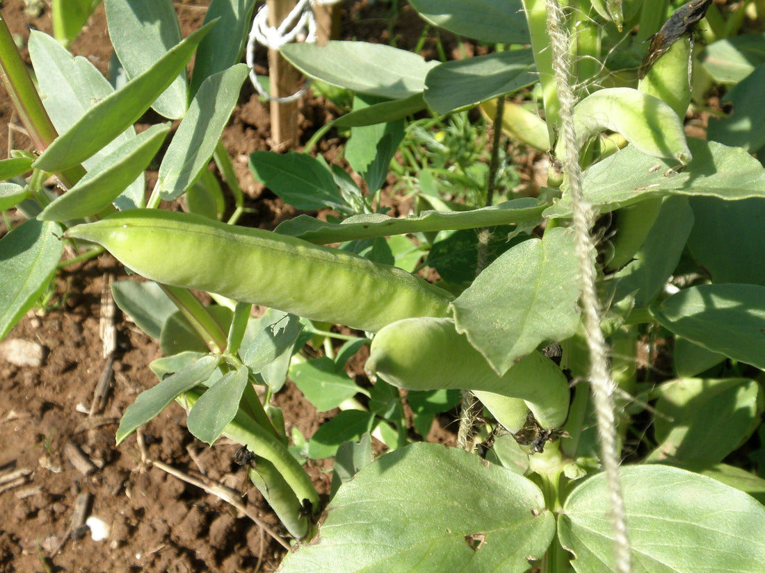 How to Grow Broad Beans from Seed