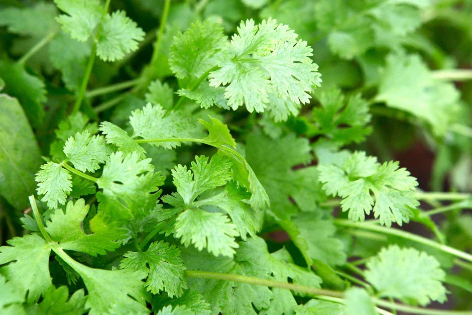 How to Grow Coriander from Seed