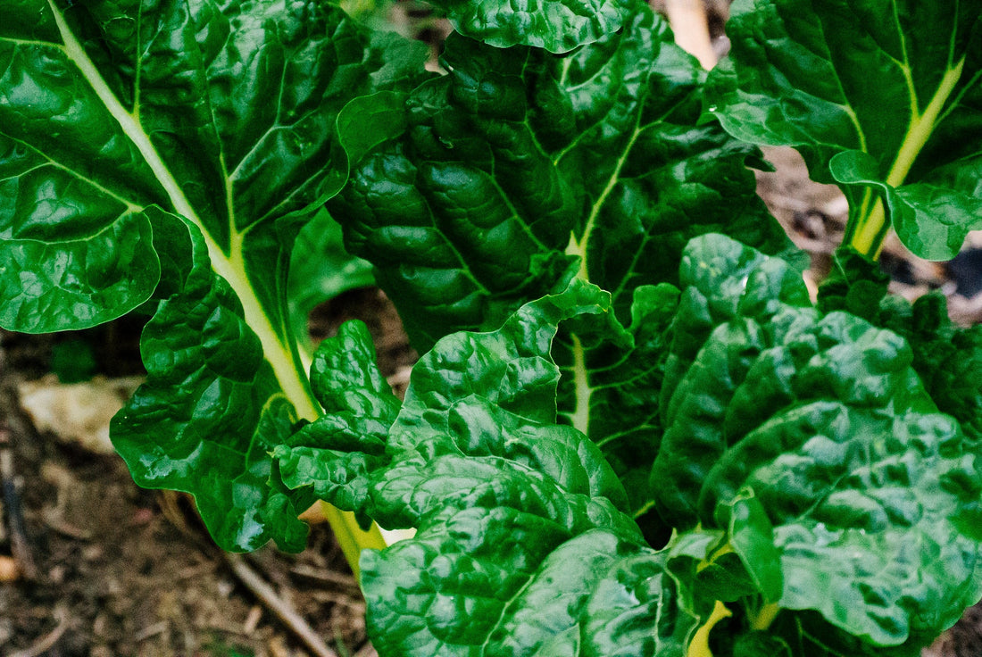 How to Grow Spinach from Seed