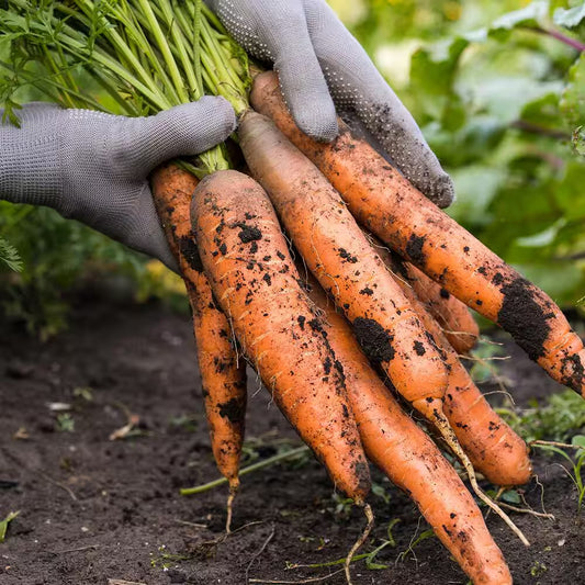 Buy Carrot Seeds