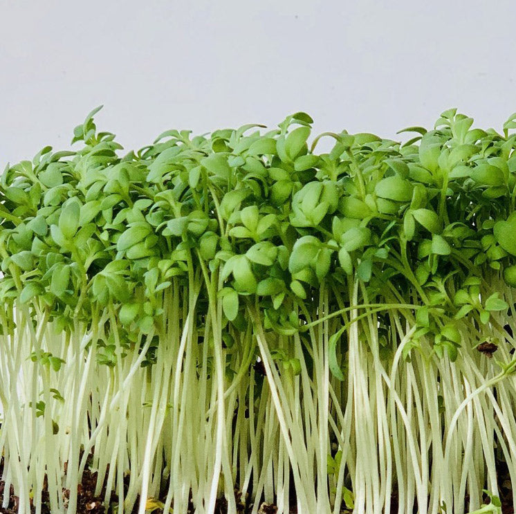 Cress Seeds