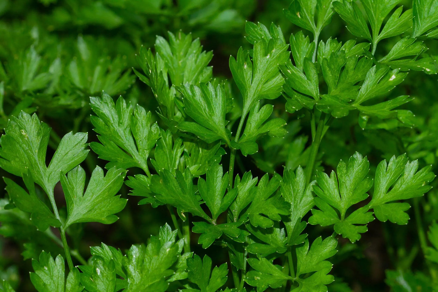 Parsley Seeds