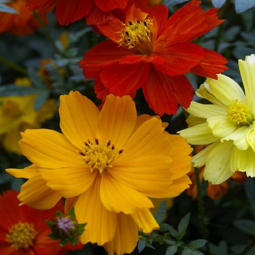 Cosmos Seeds