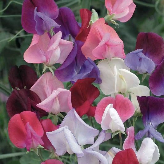 Sweet Pea Seeds (Royal Family Mixed)